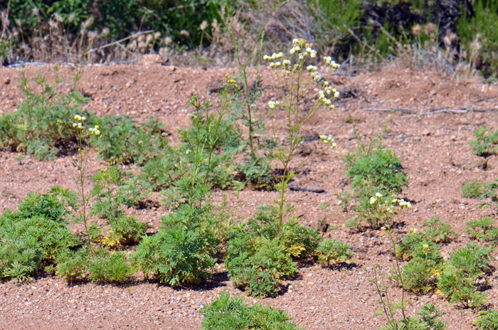 Loomis' Thimblehead in found at elevations from 3,500 to 7,000 feet (1,067-2,134 m). Plant habitat preferences include mesas, plains, and disturbed sites especially along roadsides. Hymenothrix loomisii